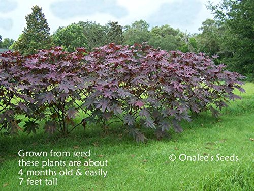 Onalee's Seeds Castor Bean -Deep Purple- New Zealand Purple, Tropical Look, Fast Growing - Ricinus Communis, (16+ Seeds) Grown in and Shipped from USA!