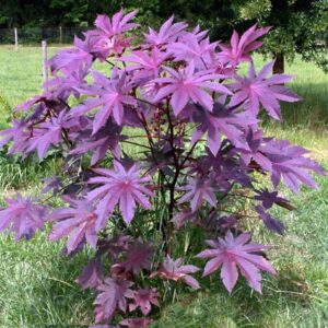 Onalee's Seeds Castor Bean -Deep Purple- New Zealand Purple, Tropical Look, Fast Growing - Ricinus Communis, (16+ Seeds) Grown in and Shipped from USA!