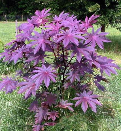 Onalee's Seeds Castor Bean -Deep Purple- New Zealand Purple, Tropical Look, Fast Growing - Ricinus Communis, (16+ Seeds) Grown in and Shipped from USA!