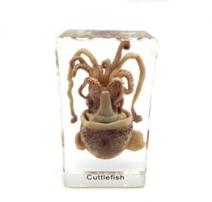 squid cuttlefish specimen in acrylic block paperweights science classroom specimens for science education（2.9x1.6x1 inch）