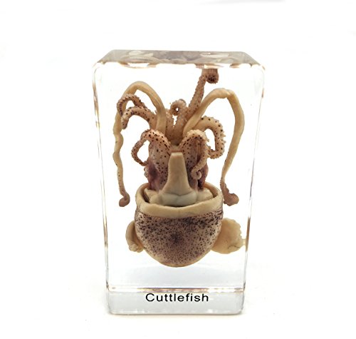 Squid Cuttlefish Specimen in Acrylic Block Paperweights Science Classroom Specimens for Science Education（2.9x1.6x1 inch）