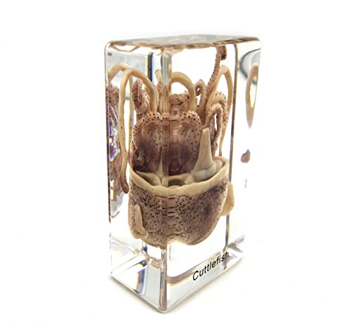 Squid Cuttlefish Specimen in Acrylic Block Paperweights Science Classroom Specimens for Science Education（2.9x1.6x1 inch）