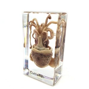 Squid Cuttlefish Specimen in Acrylic Block Paperweights Science Classroom Specimens for Science Education（2.9x1.6x1 inch）