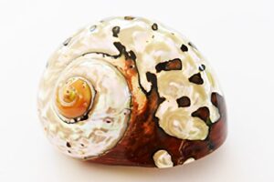large polished turbo sarmaticus shell (3" - 3 1/2") 1 1/2" opening beach crafts nautical decor large hermit crabs - florida shells and gifts