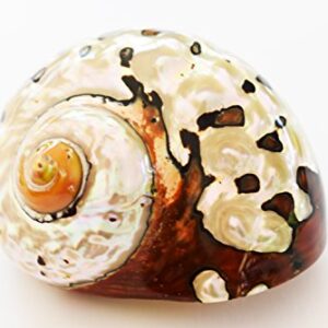 Large Polished Turbo Sarmaticus Shell (3" - 3 1/2") 1 1/2" Opening Beach Crafts Nautical Decor Large Hermit Crabs - Florida Shells and Gifts