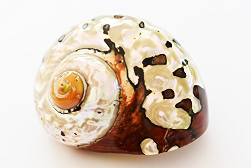 Large Polished Turbo Sarmaticus Shell (3" - 3 1/2") 1 1/2" Opening Beach Crafts Nautical Decor Large Hermit Crabs - Florida Shells and Gifts