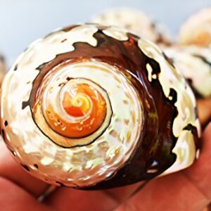 Large Polished Turbo Sarmaticus Shell (3" - 3 1/2") 1 1/2" Opening Beach Crafts Nautical Decor Large Hermit Crabs - Florida Shells and Gifts