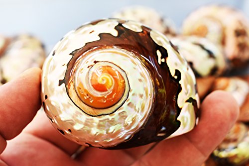 Large Polished Turbo Sarmaticus Shell (3" - 3 1/2") 1 1/2" Opening Beach Crafts Nautical Decor Large Hermit Crabs - Florida Shells and Gifts