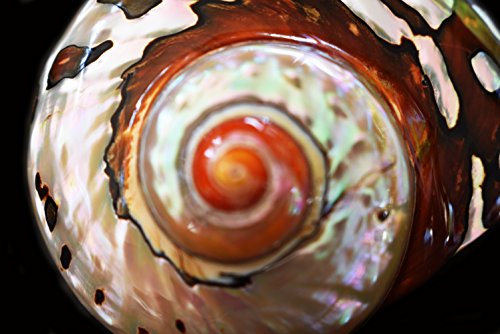 Large Polished Turbo Sarmaticus Shell (3" - 3 1/2") 1 1/2" Opening Beach Crafts Nautical Decor Large Hermit Crabs - Florida Shells and Gifts