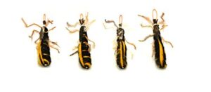 litterboy black beetle attachment - 4 pack - fits popular wand toys