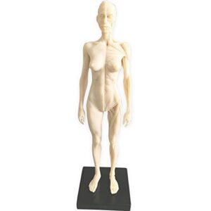 hubery model 11 inch female human anatomy model of art anatomy figure(white)