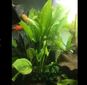 amazon sword - echinodorus bleheri x3 plants - live aquarium plant