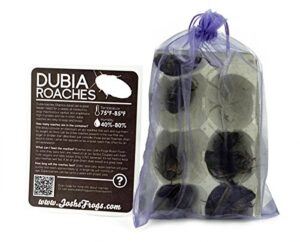 josh's frogs adult male dubia roach (10 count)