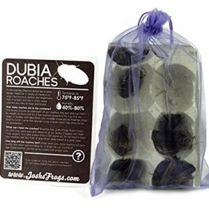 Josh's Frogs Adult Male Dubia Roach (10 Count)