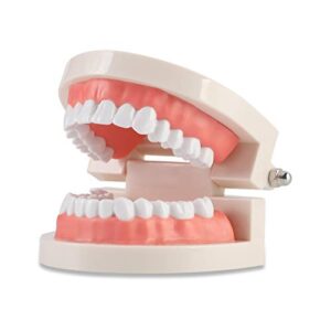 dental adult standard teeth model, typodont demonstration denture model|mouth teeth model dental supplies for kids, dentist students, patient, teaching, studying, displaying, educating
