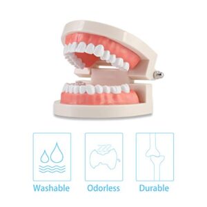 Dental Adult Standard Teeth Model, Typodont Demonstration Denture Model|Mouth Teeth Model Dental Supplies for Kids, Dentist Students, Patient, Teaching, Studying, Displaying, Educating