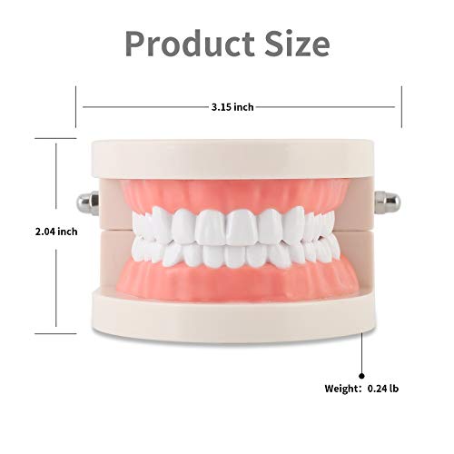 Dental Adult Standard Teeth Model, Typodont Demonstration Denture Model|Mouth Teeth Model Dental Supplies for Kids, Dentist Students, Patient, Teaching, Studying, Displaying, Educating