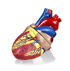 parco scientific pb00146 jumbo heart model- 3 parts, 5x natural size