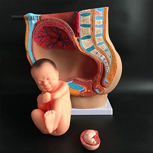 Medical Anatomical Pregnant Human Female Pelvis with Pregnancy 9 Months Baby Fetus Model Life Size with Removable Organs, 4-Parts, Hand Painted