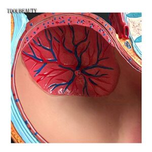 Medical Anatomical Pregnant Human Female Pelvis with Pregnancy 9 Months Baby Fetus Model Life Size with Removable Organs, 4-Parts, Hand Painted