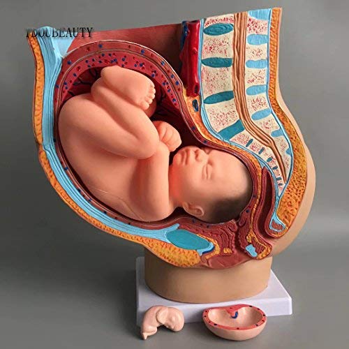 Medical Anatomical Pregnant Human Female Pelvis with Pregnancy 9 Months Baby Fetus Model Life Size with Removable Organs, 4-Parts, Hand Painted