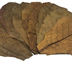 Awesome Aquatic Jumbo Betta/Shrimp Leaves 10 Premium Catappa Indian Almond Leaves Jumbo 7"-9" in Natural Habitat Tannin Producing Improves Immunity, Easy to USE…