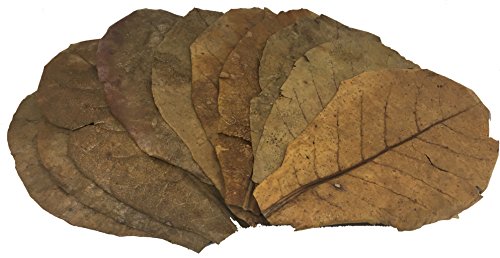 Awesome Aquatic Jumbo Betta/Shrimp Leaves 10 Premium Catappa Indian Almond Leaves Jumbo 7"-9" in Natural Habitat Tannin Producing Improves Immunity, Easy to USE…