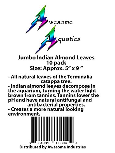 Awesome Aquatic Jumbo Betta/Shrimp Leaves 10 Premium Catappa Indian Almond Leaves Jumbo 7"-9" in Natural Habitat Tannin Producing Improves Immunity, Easy to USE…