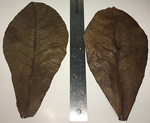 Awesome Aquatic Jumbo Betta/Shrimp Leaves 10 Premium Catappa Indian Almond Leaves Jumbo 7"-9" in Natural Habitat Tannin Producing Improves Immunity, Easy to USE…