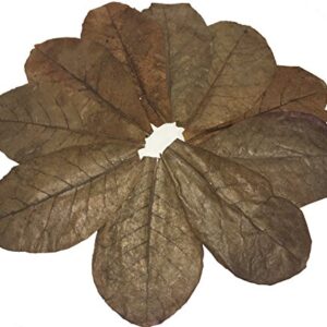 Awesome Aquatic Jumbo Betta/Shrimp Leaves 10 Premium Catappa Indian Almond Leaves Jumbo 7"-9" in Natural Habitat Tannin Producing Improves Immunity, Easy to USE…