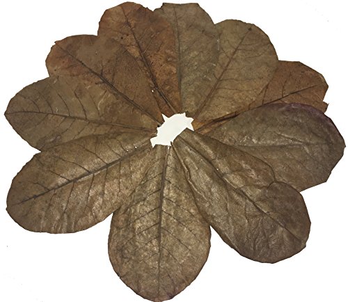 Awesome Aquatic Jumbo Betta/Shrimp Leaves 10 Premium Catappa Indian Almond Leaves Jumbo 7"-9" in Natural Habitat Tannin Producing Improves Immunity, Easy to USE…