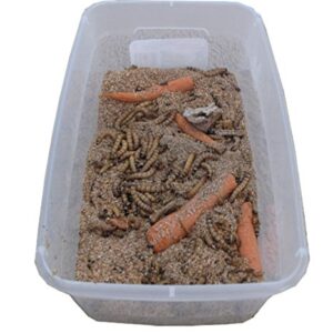 NutriCricket 250 Premium Live Large Superworms Shipped