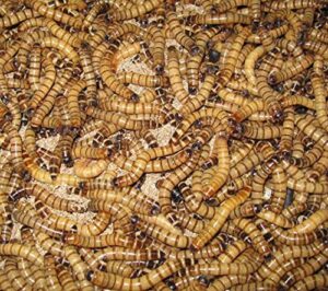 nutricricket 250 premium live large superworms shipped