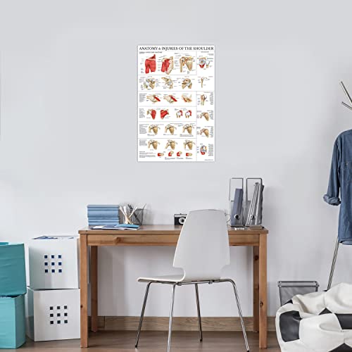 Palace Learning LAMINATED Anatomy and Injuries of the Shoulder Poster - Shoulder Joint Anatomical Chart