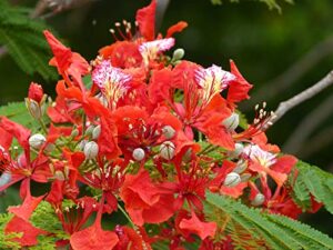 20 seeds delonix regia b6 royal poinciana flamboyant flame tree gulmohar