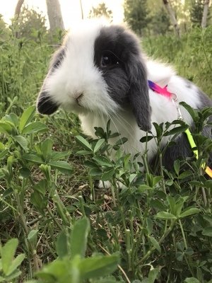 Rabbit Harness Lead Leash Soft Nylon, Adorable Colorful Rainbow Adjustable Harness Collar, Outdoor Walking Buckle Leash