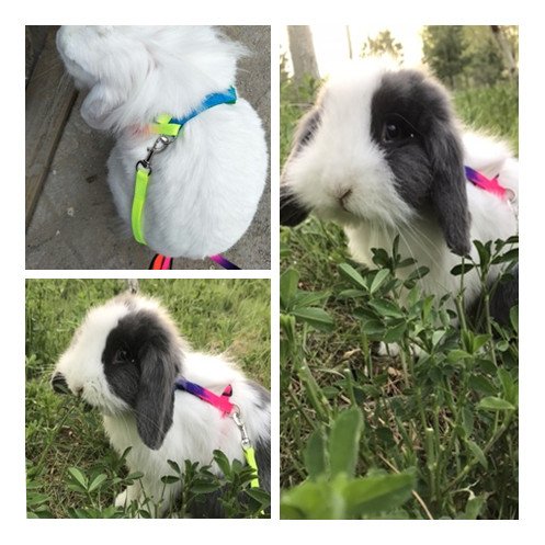 Rabbit Harness Lead Leash Soft Nylon, Adorable Colorful Rainbow Adjustable Harness Collar, Outdoor Walking Buckle Leash