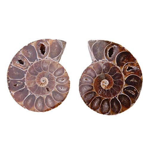 2Pcs Fossil Specimen,Ammonite Fossil Specimen Shell Madagascar Natural Stones and Minerals (Diameter 4cm)