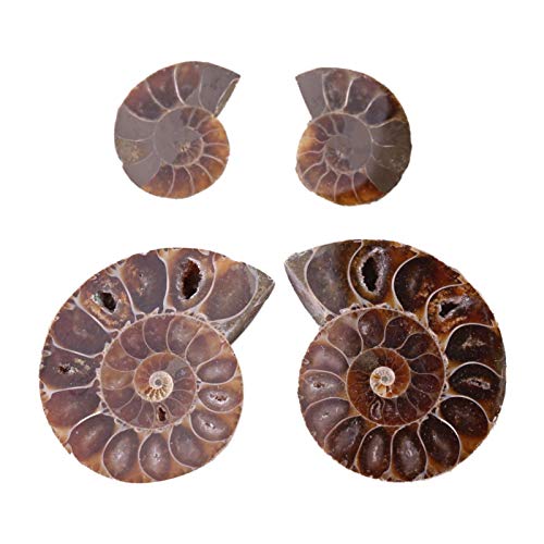 2Pcs Fossil Specimen,Ammonite Fossil Specimen Shell Madagascar Natural Stones and Minerals (Diameter 4cm)