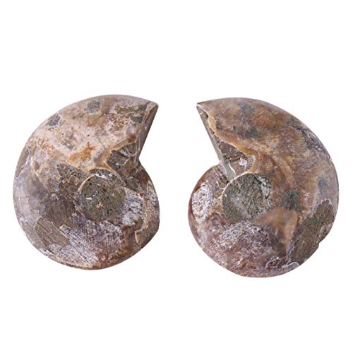 2Pcs Fossil Specimen,Ammonite Fossil Specimen Shell Madagascar Natural Stones and Minerals (Diameter 4cm)