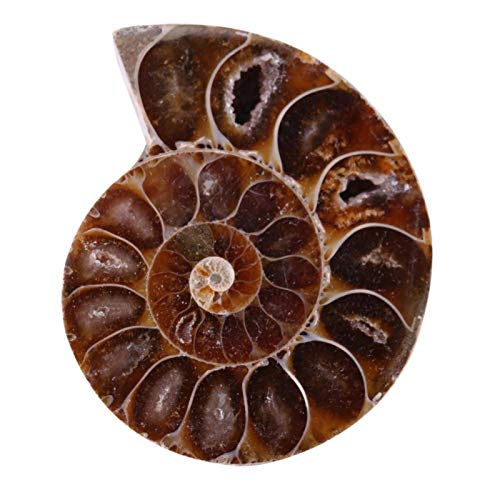 2Pcs Fossil Specimen,Ammonite Fossil Specimen Shell Madagascar Natural Stones and Minerals (Diameter 4cm)