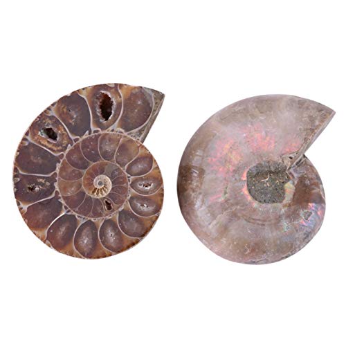 2Pcs Fossil Specimen,Ammonite Fossil Specimen Shell Madagascar Natural Stones and Minerals (Diameter 4cm)