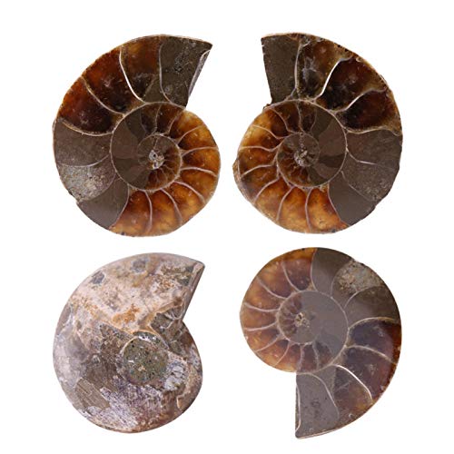 2Pcs Fossil Specimen,Ammonite Fossil Specimen Shell Madagascar Natural Stones and Minerals (Diameter 4cm)