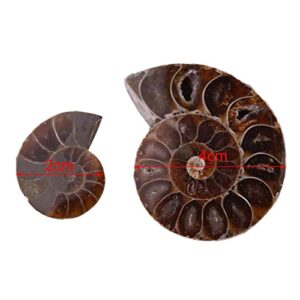 2Pcs Fossil Specimen,Ammonite Fossil Specimen Shell Madagascar Natural Stones and Minerals (Diameter 4cm)