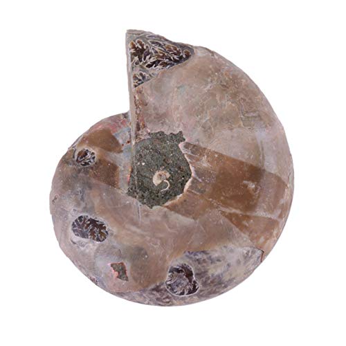 2Pcs Fossil Specimen,Ammonite Fossil Specimen Shell Madagascar Natural Stones and Minerals (Diameter 4cm)