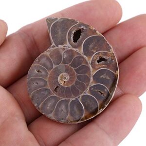 2Pcs Fossil Specimen,Ammonite Fossil Specimen Shell Madagascar Natural Stones and Minerals (Diameter 4cm)