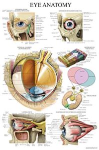 palace learning laminated eye anatomical poster - human eye anatomy chart - 18" x 24"