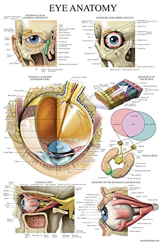 Palace Learning LAMINATED Eye Anatomical Poster - Human Eye Anatomy Chart - 18" x 24"