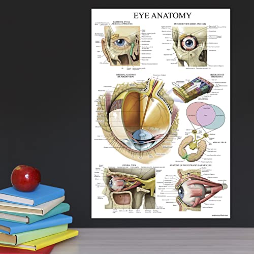 Palace Learning LAMINATED Eye Anatomical Poster - Human Eye Anatomy Chart - 18" x 24"