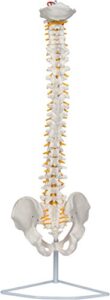 29" flexible chiropractic spine model with stand by trademark scientific
